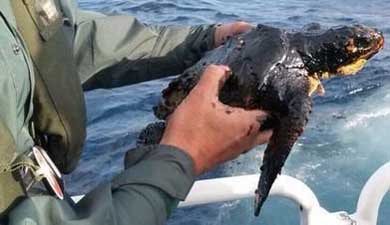 La tortuga boba marina, manchada de carburante tras el hundimiento de un pesquero ruso en la costa de Fuerteventura