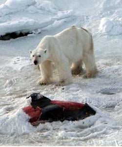 Oso polar junto a los restos de un delfín de hocico blanco 