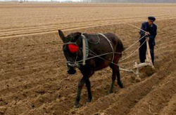 El cultivo de la tierra con arados de tracción animal, vuelve a ser una realidad en Cuba