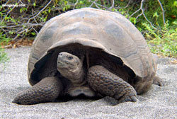Galápagos es una de las principales bazas turísticas del Ecuador. En la imagen, una tortuga cuya especie da nombre al archipiélago ecuatoriano