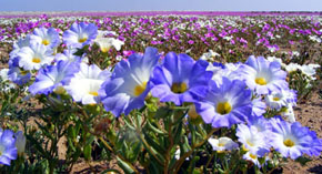 Desierto Florido: Patrimonio Natural de Atacama 