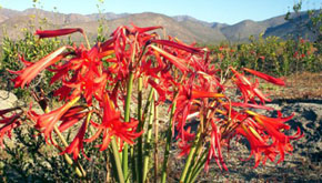 Desierto Florido: Patrimonio Natural de Atacama 