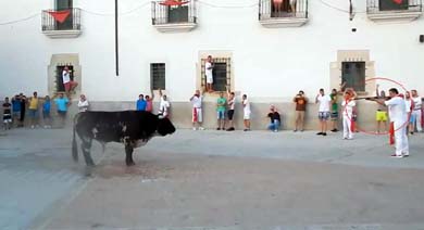 Toro de Coria: Matan a 'Guapetón' de un disparo