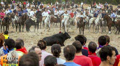 El alcalde de Tordesillas, llamado a declarar por irregularidades en el Toro de la Vega 2014