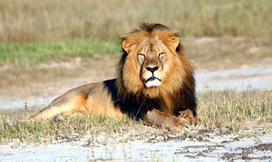 El sacrificio de Cecil