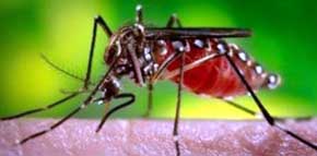 Un ejemplar del mosquito Aedes aegypti. Sólo las hembras se alimentan de sangre