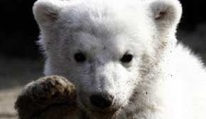 Resuelta la extraña muerte del oso polar Knut