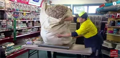 Una oveja australiana, liberada de 40 kilos de lana 