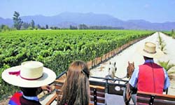 Instauran el 4 de septiembre como el Día Nacional del Vino Chileno