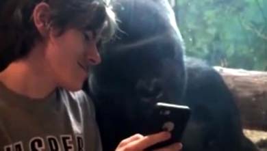 Una imagen deliciosa de un gorila mirando, casi hombro con hombro, unas fotografías que le muestra un joven se ha convertido en una de las atracciones de un zoo de Kentucky. 

