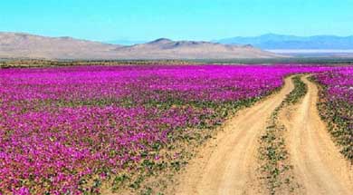 El desierto florido más prolongado de últimos años en Atacama