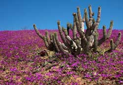 El desierto florido más prolongado de últimos años en Atacama