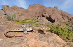 El desierto florido más prolongado de últimos años en Atacama