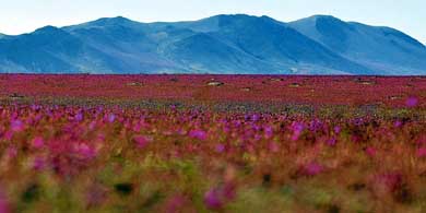 Flores Pata de Guanaco en el desierto de Atacama. 