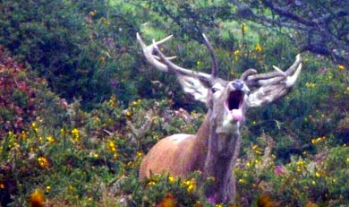 Braman Los Montes de Cantabria