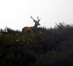 Braman Los Montes de Cantabria