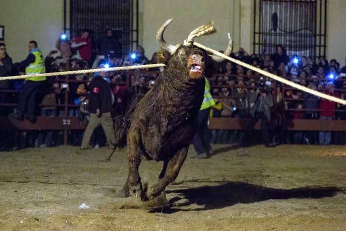PACMA documenta el infierno del Toro Jubilo de Medinaceli