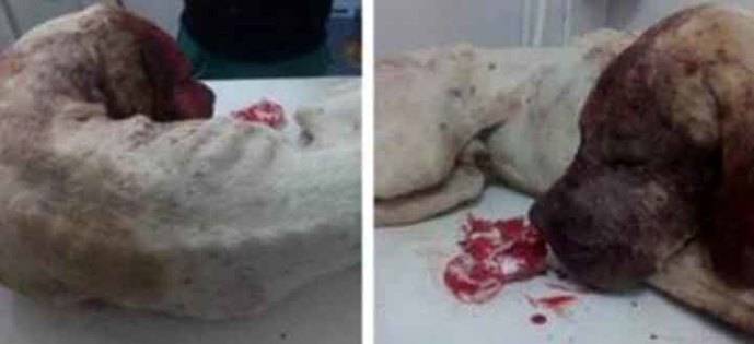 La Guardia Civil busca al autor de un disparo en la cara a un perro en Balaguer