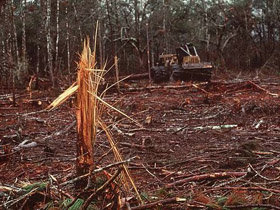 La selva amazónica del Brasil viene siendo sistemáticamente deforestada para la creación de campos de forraje para el ganado vacuno