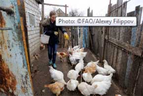 La FAO alerta de una situación de alerta alimentaria entre los campesinos del este de Ucrania. /FAO