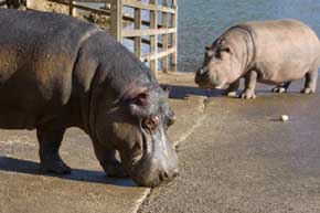Kavango, el nuevo hipopótamo macho de Cabárceno, se une sin problemas al resto de la manada
