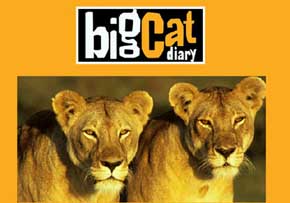 Envenenan a ocho famosos leones de la BBC en una reserva de Kenia
