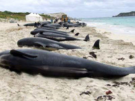 42 ballenas fueron halladas muertas al sur de Argentina