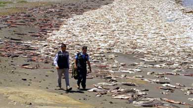 Calamares gigantes varados en una playa de Santa Maria, Chile 