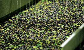 Italia 'destapa' un fraude del aceite de oliva español vendido como italiano