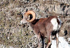 La Comunidad de Madrid a tiros con 2.700 cabras montesas