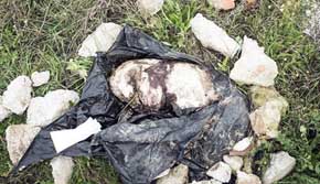 Cadáver del animal encontrado en una bolsa | Foto: BaasGalgo