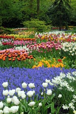 Holanda: de las obras de arte a las más bellas flores, pasando por el inmortal Bosco