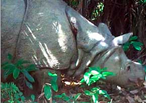 Extraño rinoceronte reaparece luego de 40 años