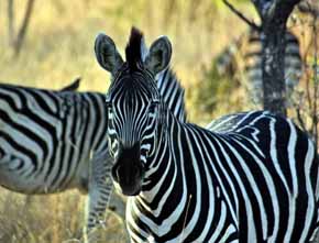 Botsuana y Zimbabwe, dos países africanos casi desconocidos, que hay que explorar