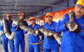 Encuentran la serpiente pitón más grande del mundo: 8 metros de largo y 250 kilos