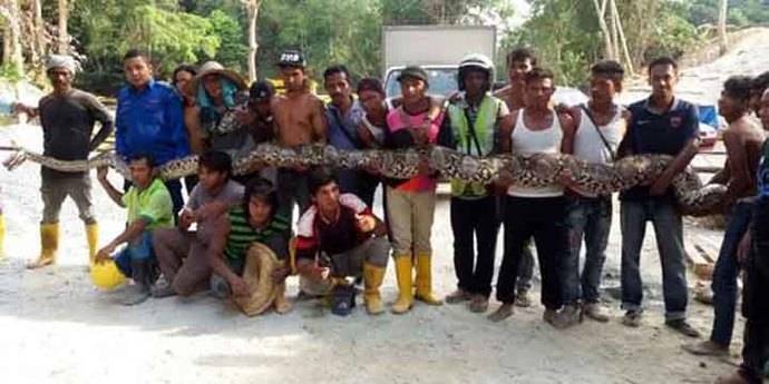 Encuentran la serpiente pitón más grande del mundo: 8 metros de largo y 250 kilos