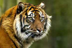 Por primera vez en un siglo crece la población de tigres