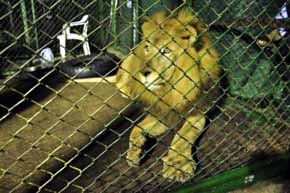 Liberan en Sudáfrica a los 33 leones rescatados de circos de Colombia y Perú