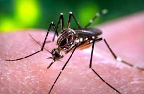 Detectado el primer caso de microcefalia por virus zika en España