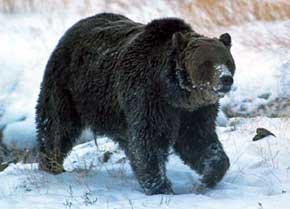 Matan a Scarface: el oso más famoso de Yellowstone