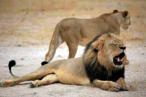 Un avión llevará a África 33 leones rescatados de circos en Colombia y Perú