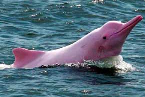 Caza furtiva disminuye número de delfines rosados
