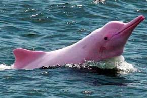 Caza furtiva disminuye número de delfines rosados