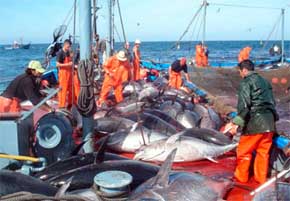 La Costa de Cádiz celebra en mayo la llegada del atún rojo