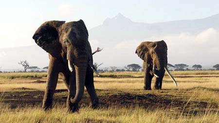 Los elefantes en Tanzania se han visto amenazados por la caza ilegal, al igual que ocurre en el centro y oriente de África. 