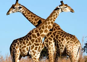 Genoma completo de la jirafa explica por qué tiene el cuello largo