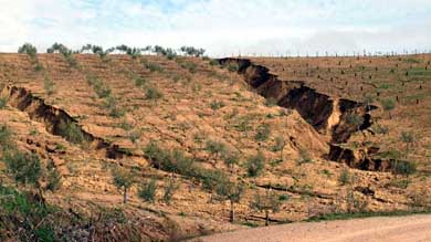 Olivares afectados por la erosión, en Córdoba. CSIC