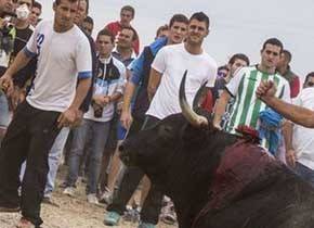 Castilla y León prohíbe matar reses en espectáculos como el Toro de la Vega