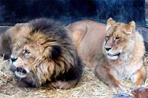 La pareja de leones 'Manolo' (i) y 'La Flaca' que fueron abatidos el sábado en el zoológico de Santiago de Chile para poder rescatar a un joven que ingresó a la jaula de los animales con la intención de suicidarse.