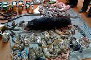 La policía tailandesa investiga a un templo por supuesto tráfico de tigres